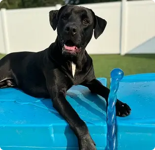 Happy Dog Outside at WoofHaus Daycare With Toy