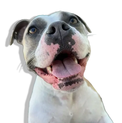 Smiling Dog at WoofHaus Doggy Daycare