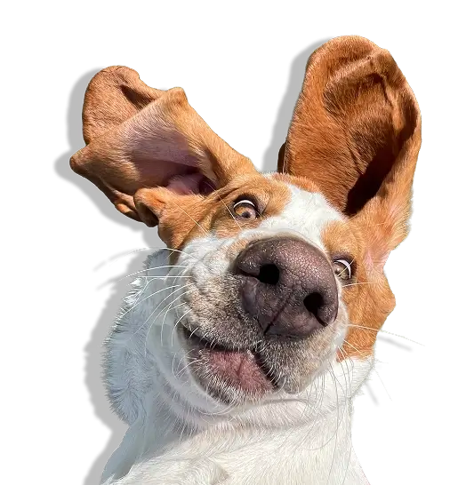 Happy Dog at WoofHaus Doggy Daycare