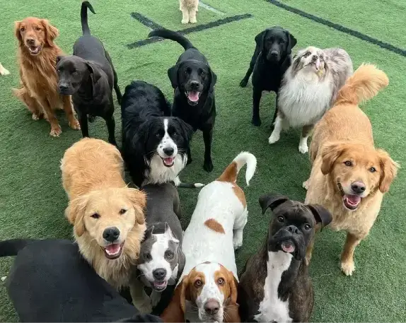 Happy Dogs All Looking at camera outside at at WoofHaus Doggy Daycare Small Version