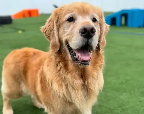 Happy Golden Retriever at WoofHaus Doggy Daycare Small Version