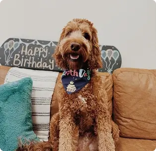 Happy Poodle On Couch at WoofHaus Doggy Daycare