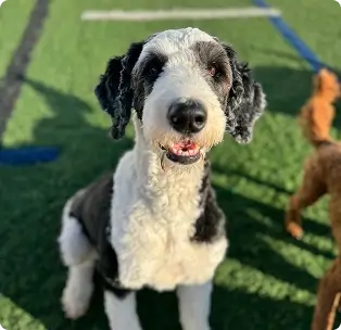 Happy Poodle Outside at WoofHaus Doggy Daycare