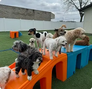 Dogs playing at the WoofHaus Doggy Daycare large trufed outdoor play yard