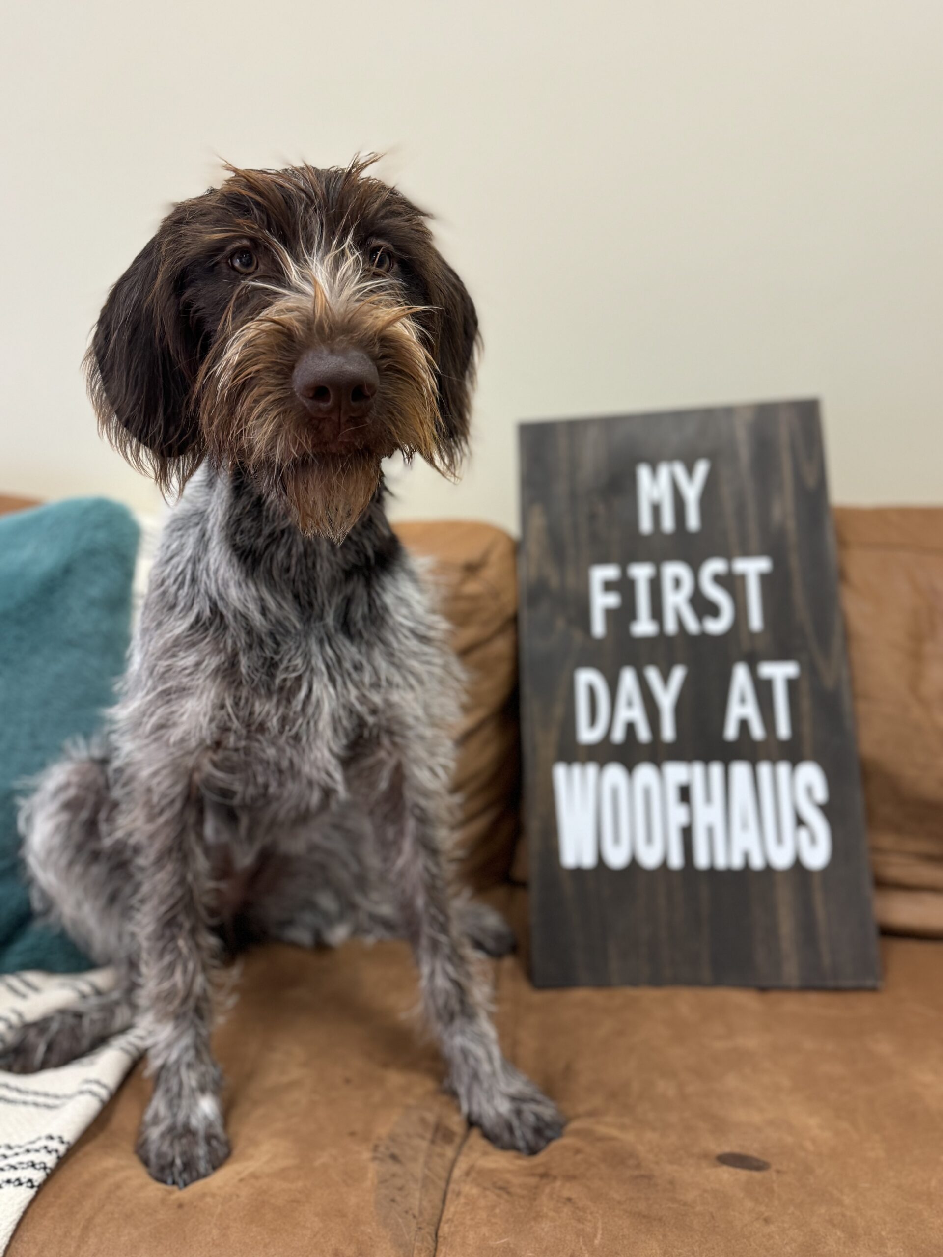 Happy Dog at WoofHaus Doggy Daycare Outside With Beach Esthetic
