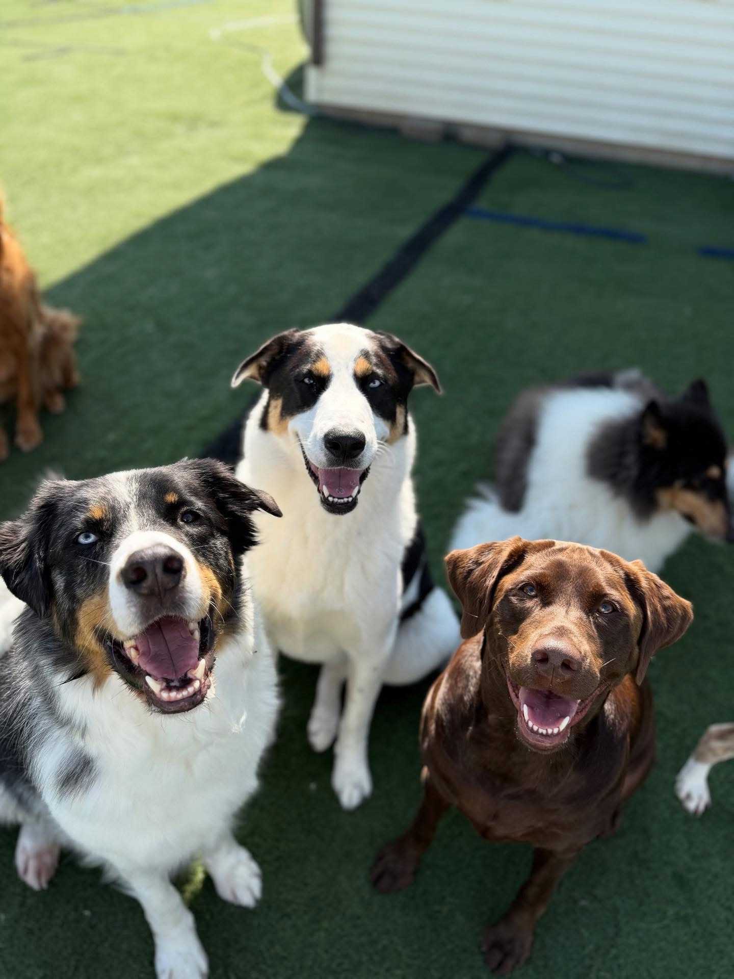 Happy Dogs All Looking at camera outside at at WoofHaus Doggy Daycare Small Version