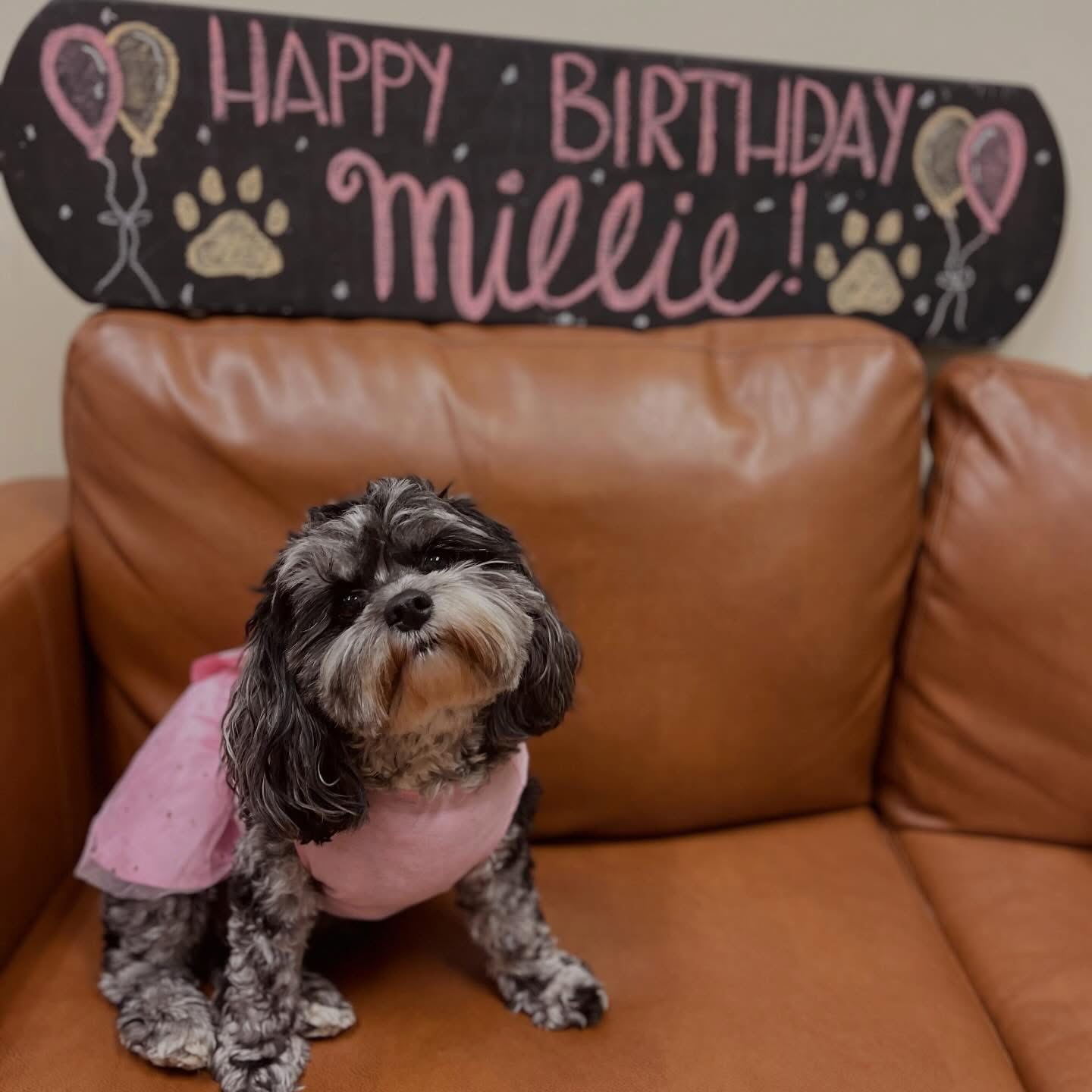 Dogs playing at the WoofHaus Doggy Daycare large trufed outdoor play yard