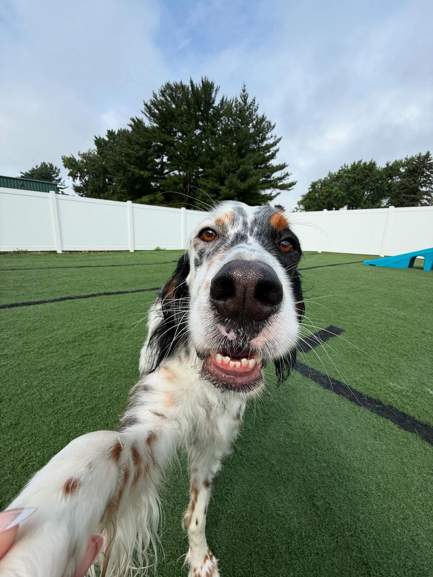 Happy Dog Outside at WoofHaus Daycare With Toy