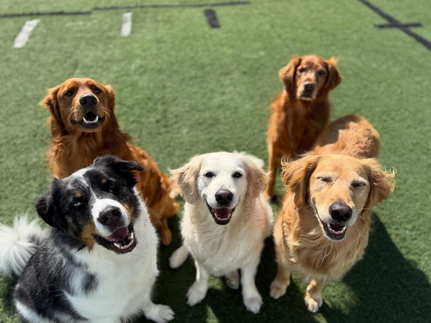 Happy Poodle On Couch at WoofHaus Doggy Daycare